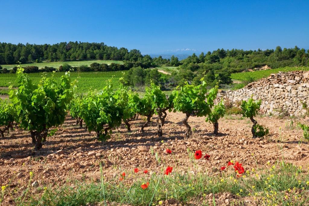 Logis Hotel - Restaurant La Marbrerie Caunes-Minervois Esterno foto